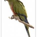 Buy Gold Capped Conure Online