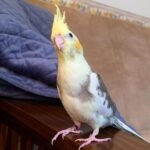 Pied Cockatiel
