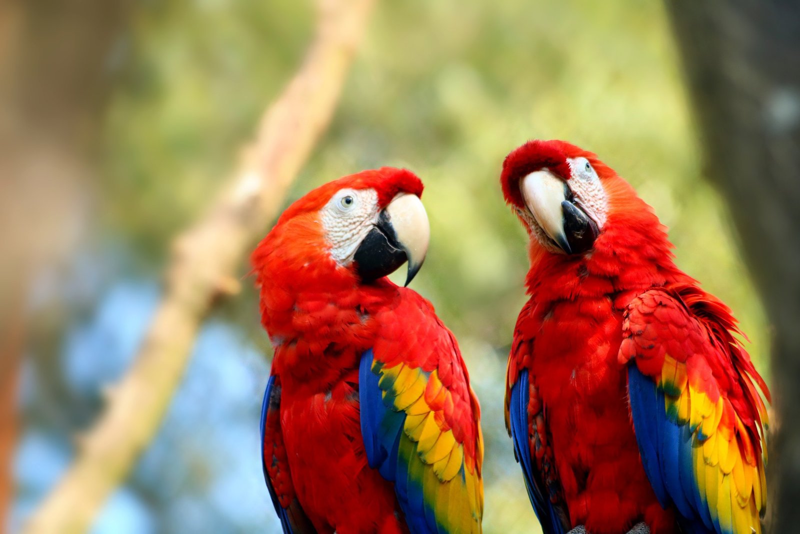 Buy Macaws For Sale