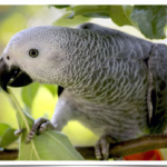 Buy African Grey Parrots Online