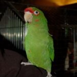 BUY MILITARY MACAW ONLINE