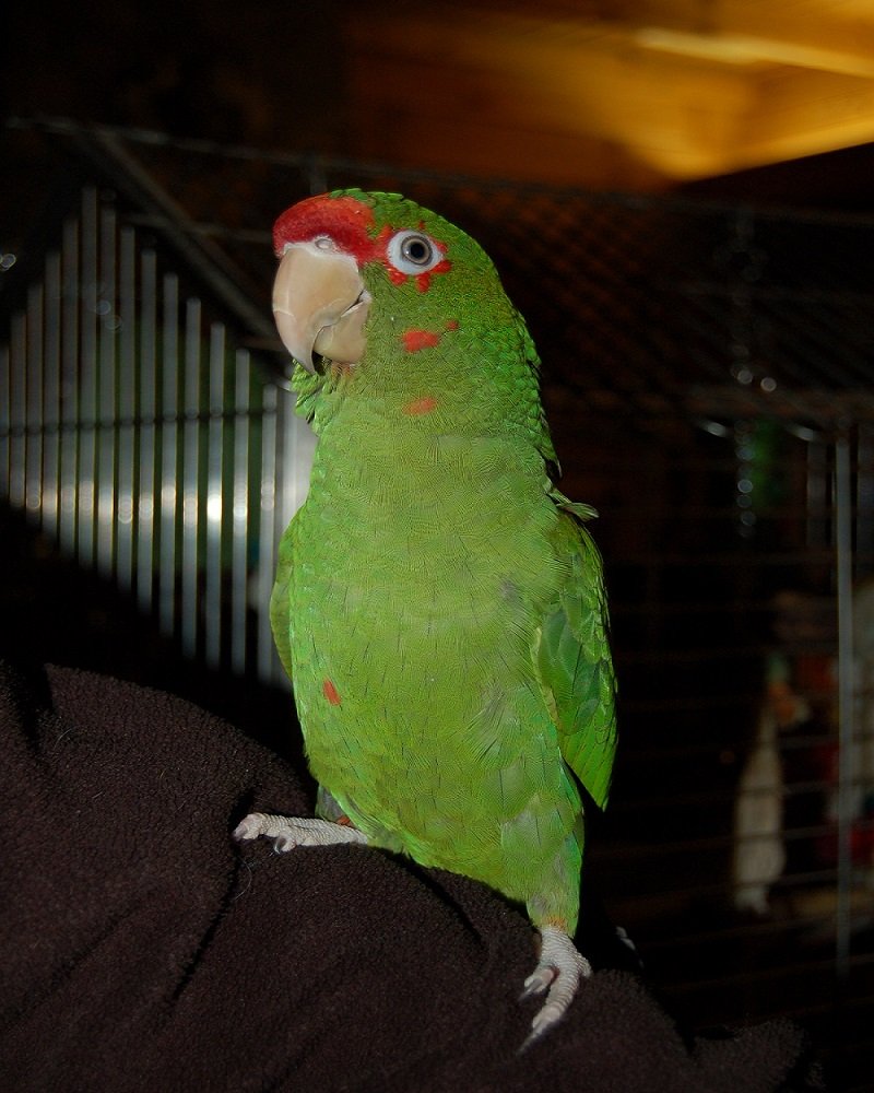 BUY-MILITARY-MACAW-ONLINE1-1.jpg
