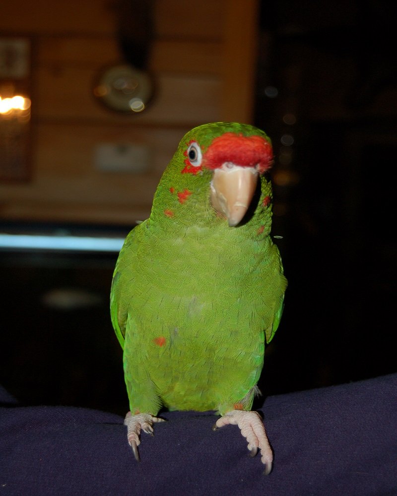 BUY-MILITARY-MACAW-ONLINE2-1.jpg