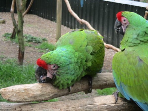 BUY-MILITARY-MACAW-ONLINE3-1.jpg
