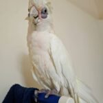 Bare-Eyed Cockatoo