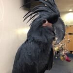 Black Palm Cockatoo