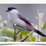 Buy Black Crowned Waxbills Online