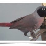 Buy Black-faced Firefinch Online