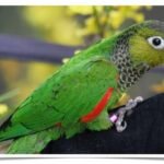 Buy Black-capped Conure - Black-capped parakeet - Rock conure Online