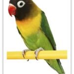 Buy Lovebirds - Black Masked Online