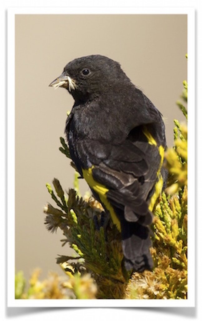 Black_Siskin_for_Sale-pet_birds_for_sale_-_buy_birds_online_www.thefinchfarm.com__90220.1461822660.1280.1280__00944.1565369074.jpg