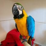 Blue-and-yellow macaw