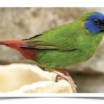 Buy Blue-faced Parrotfinch Online