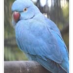 Buy Blue Indian Ringneck Parakeet Online