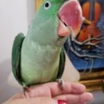 BUY ALEXANDRINE PARAKEET FOR SALE