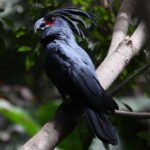 Buy Black Palm Cockatoo Online