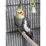 BUY COCKATIEL BIRD FOR SALE