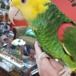 BUY DOUBLE YELLOW HEADED AMAZON FOR SALE