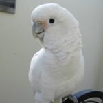 BUY GOFFIN COCKATOO FOR SALE