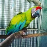 BUY GREAT GREEN MACAW