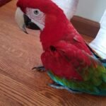 BUY GREEN WING MACAW FOR SALE