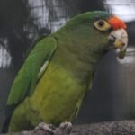 BUY HALF MOON CONURE