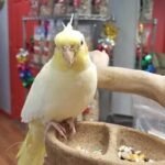 BUY LUTINO COCKATIEL FOR SALE