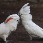 BUY MOLUCCAN COCKATOO FOR SALE