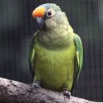 BUY PEACH FACED CONURE