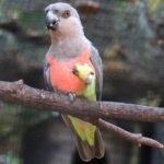 BUY RED BELLIED PARROT FOR SALE