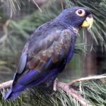 BUY BRONZE WING PIONUS FOR SALE