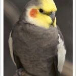 Buy Cockatiel (FEMALE ONLY) Online