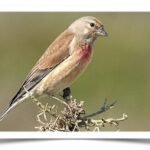 Buy Common Linnet Finch Online