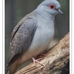 Buy Diamond Dove Online