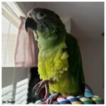 Dusky Headed Conure