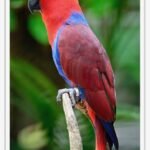 Buy Eclectus  Online