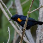 Buy Golden-sided Euphonia Online