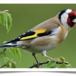 Buy Goldfinch - European Online