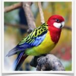 Buy Fiery Golden Mantle Online