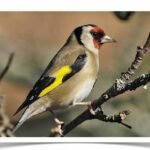 Buy Euro Goldfinch - Parva Online