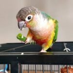 Green Cheeked Conure
