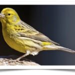 Buy Green Canary Online