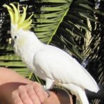 LESSER SULPHUR CRESTED COCKATOO FOR SALE