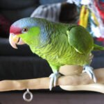 Lilac-Crowned Amazon For Sale