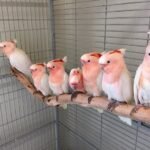 Buy Major Mitchell’s Cockatoo For Sale