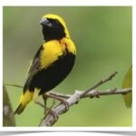 Buy Yellow Crown Weaver (Bishop) Online