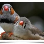Buy Zebra Finch - Normal Online