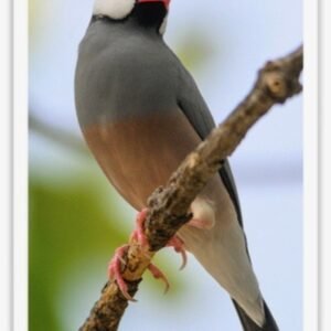 Buy Java Rice Finch - Normal Online