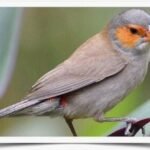 Buy Orange-Cheeked Waxbill Online