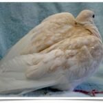 Buy Orange Pearl Dove Online